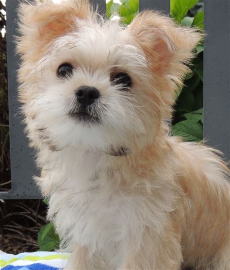 They are considered a tri-breed as they are a cross between a designer breed and a purebred dog. . Morkie puppies for sale kansas city
